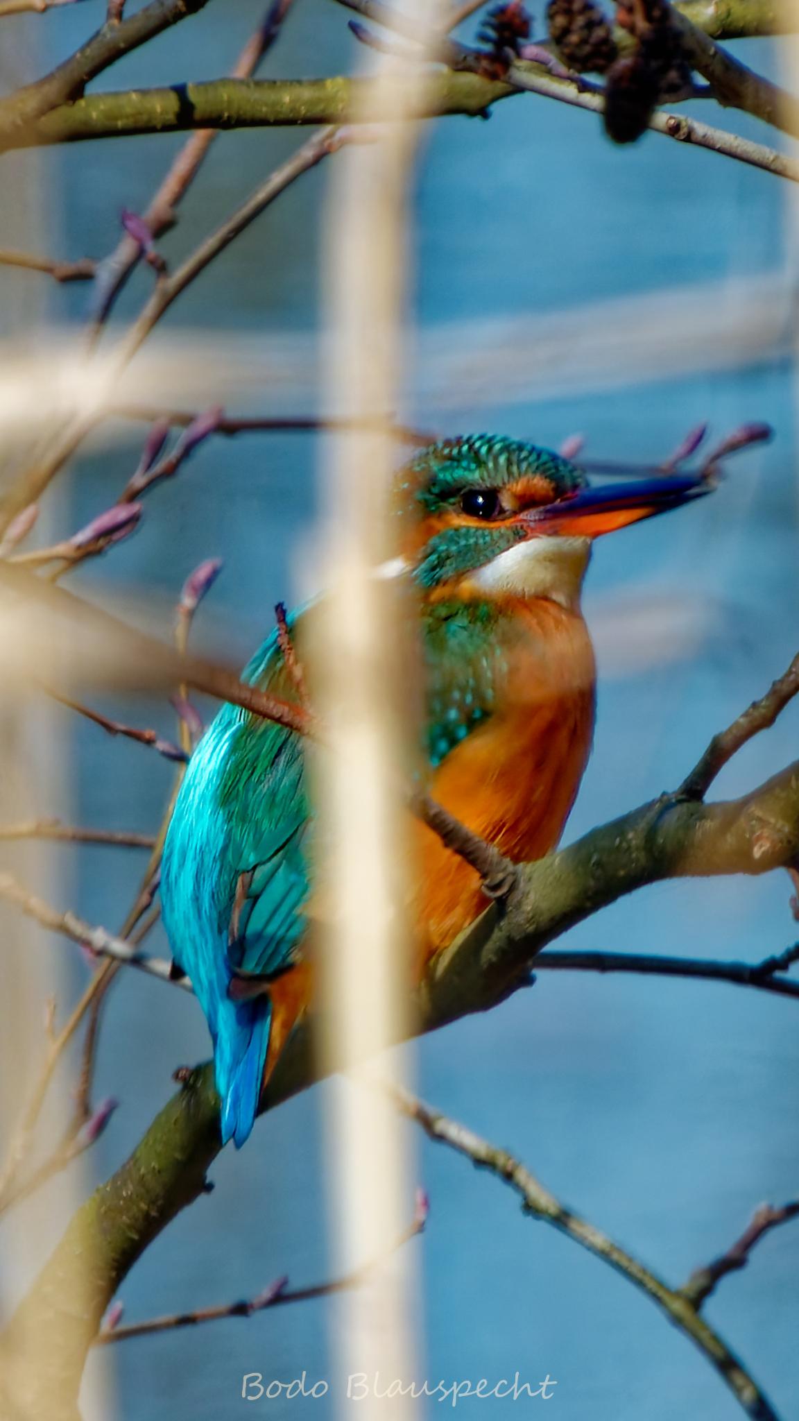 Eisvogel   Steveraue   2020.03.23 13.17 16 HQ
